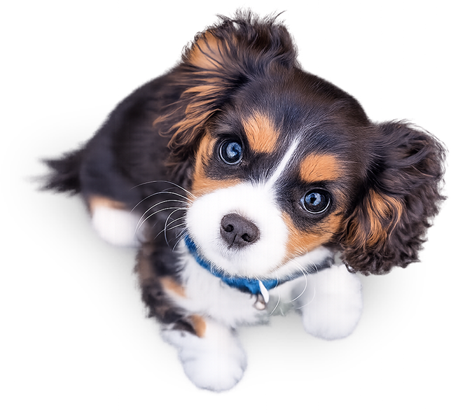 花きなこを見つめる子犬